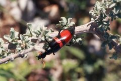 09-Beautifull beetle